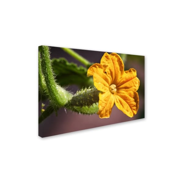 Jason Shaffer 'Cucumber Bloom' Canvas Art,22x32